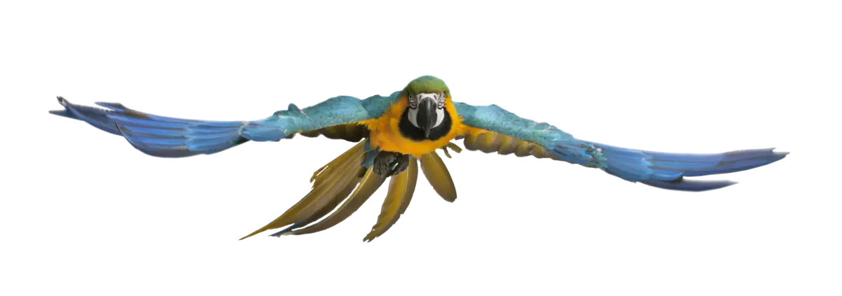 Guacamaya azul y amarilla en vuelo