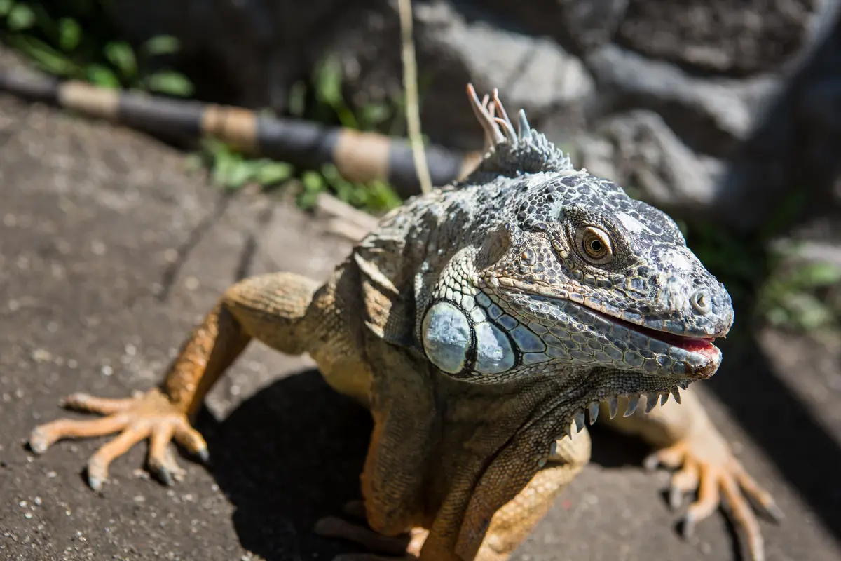 Iguana