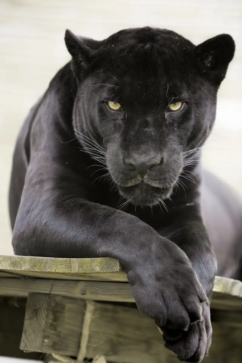 Jaguar negro