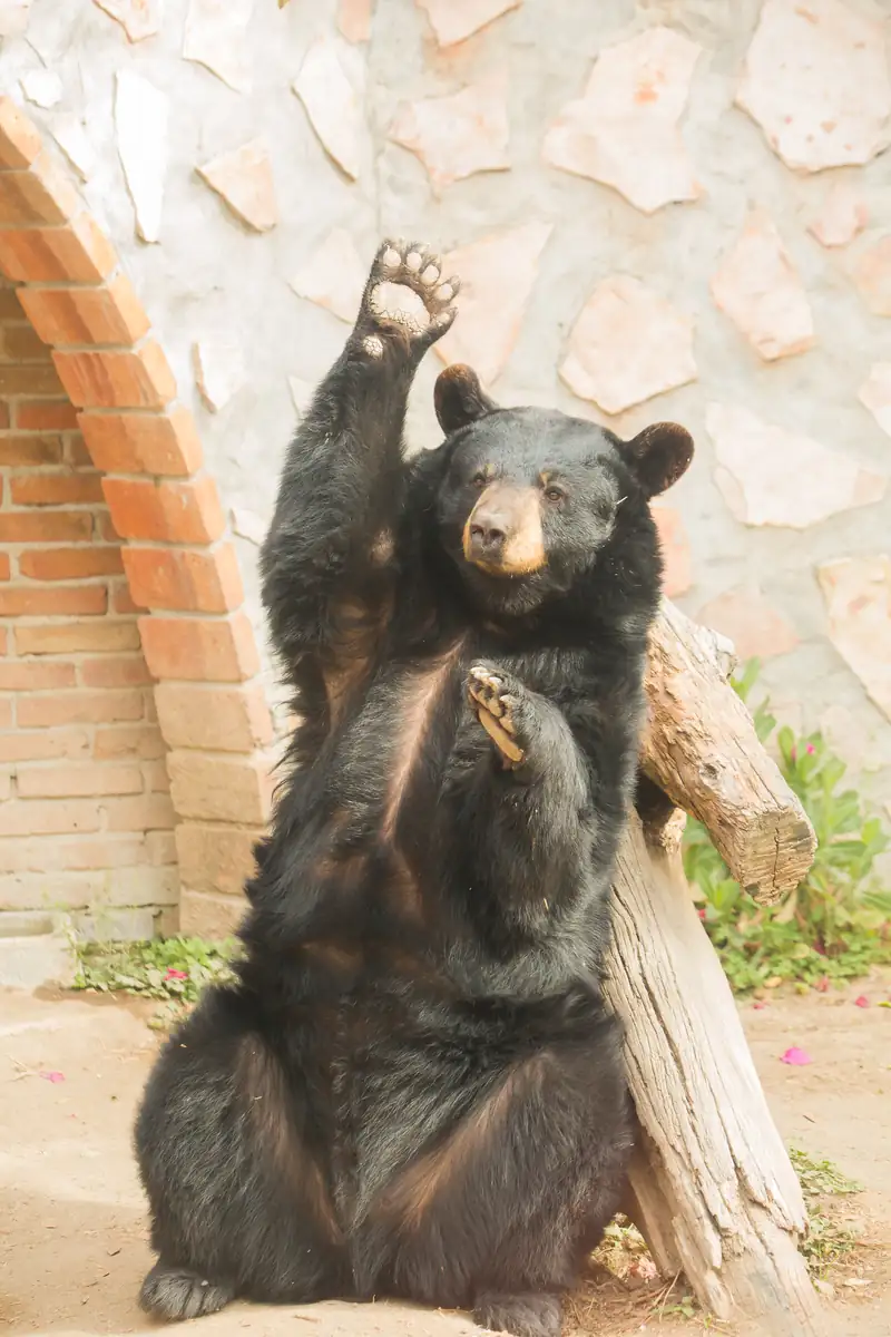 Oso negro
