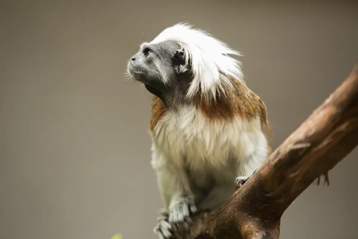 Tití copete de algodón, especie en peligro crítico, en Zoo Parque Loro